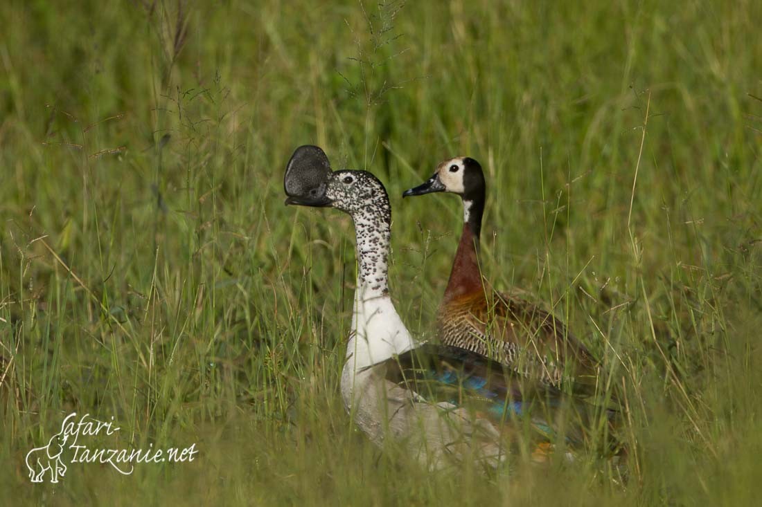 canard a bosse 8999