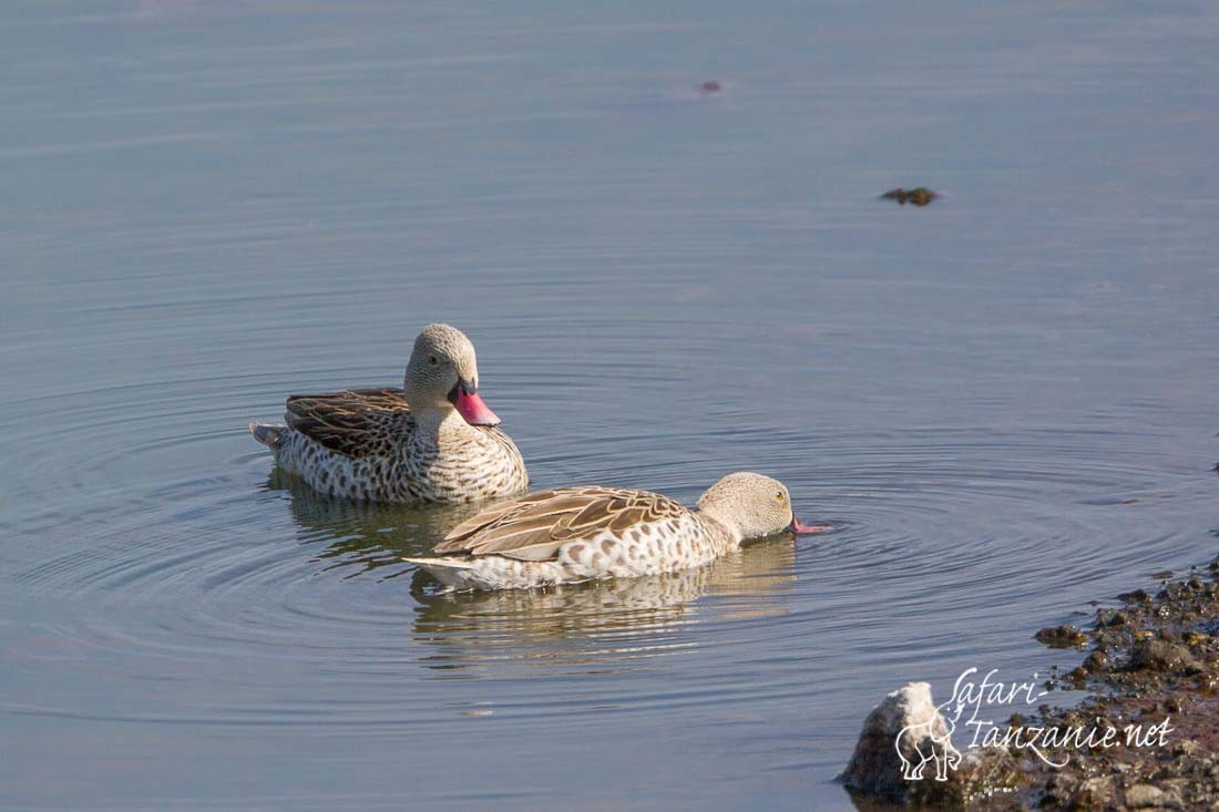 canard du cap 0553