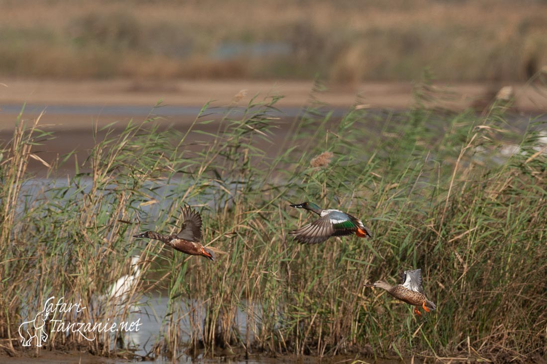 canard souchet 091312