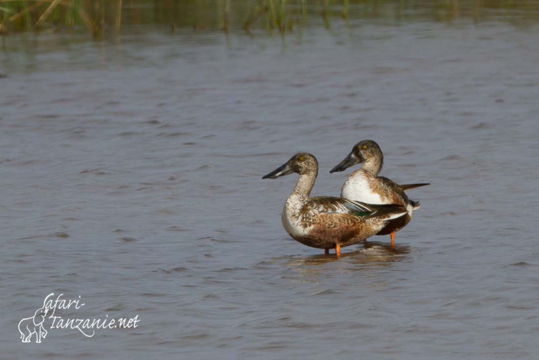 canard souchet 2065