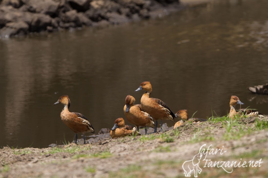 dendrocygne fauve 5991