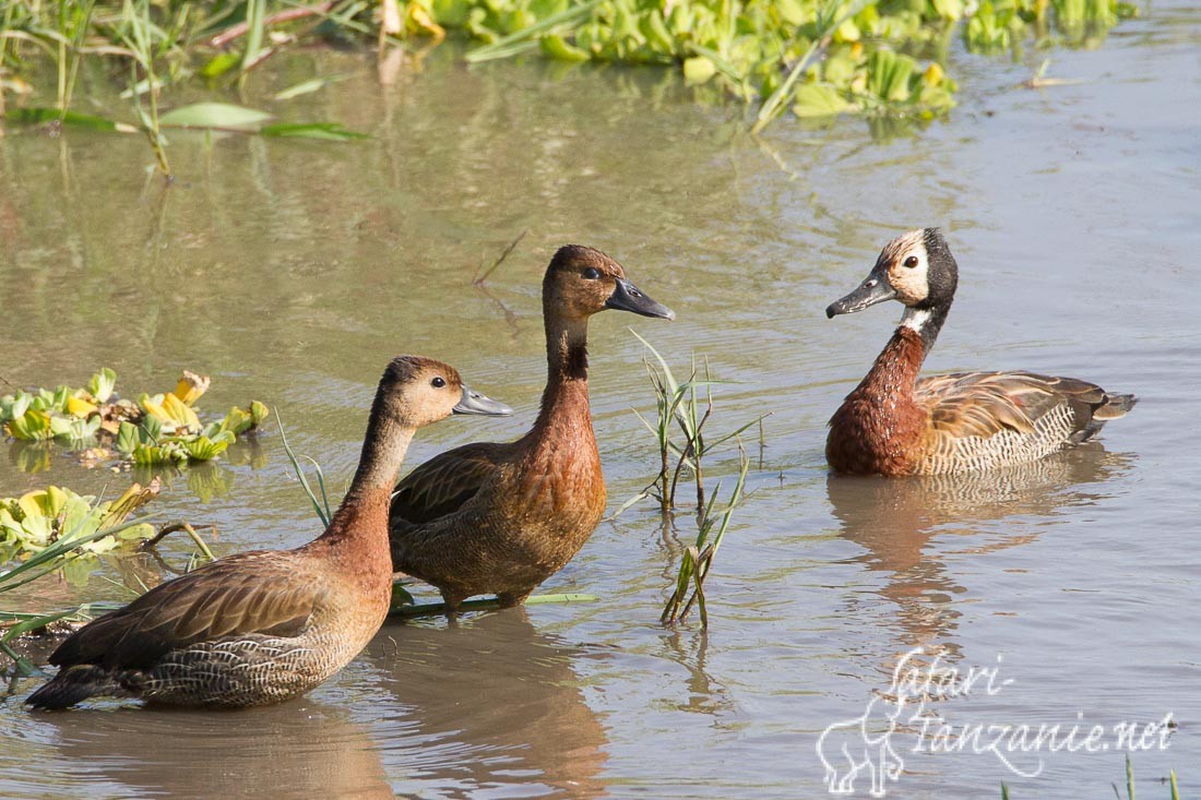 dendrocygne veuf 5985