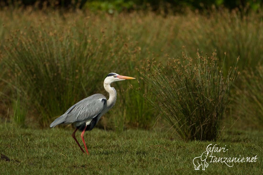 heron cendre 9992