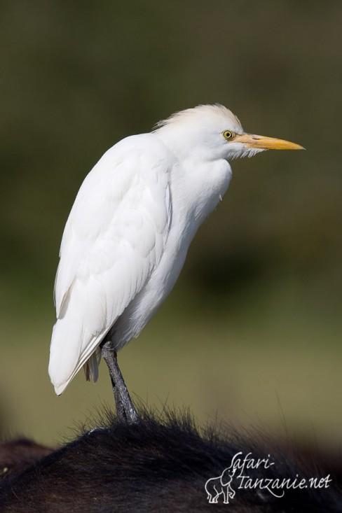 heron gardeboeufs