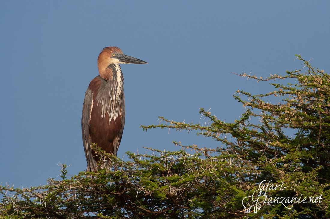 heron goliath 