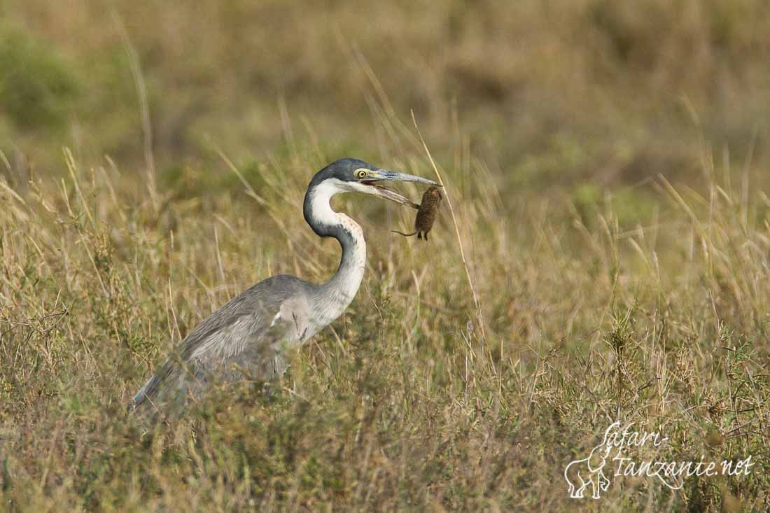 heron melanocephale 088331