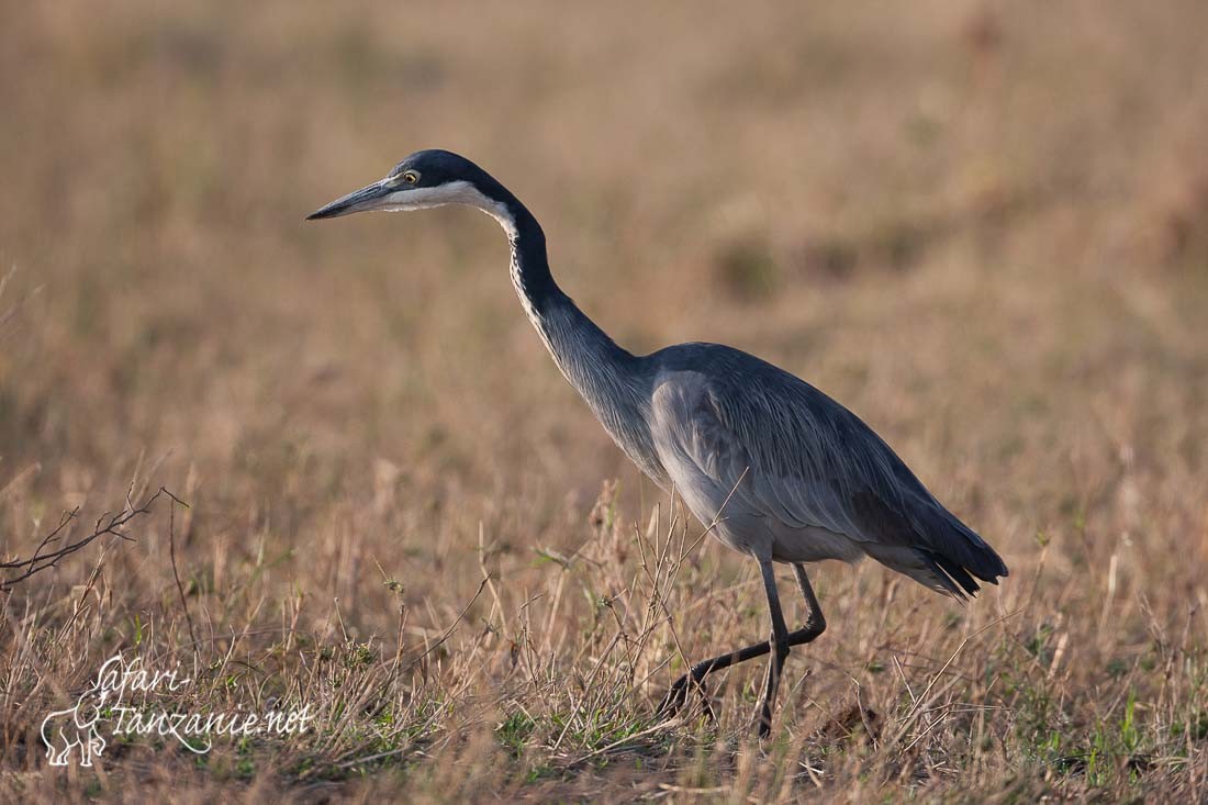 heron melanocephale 092326