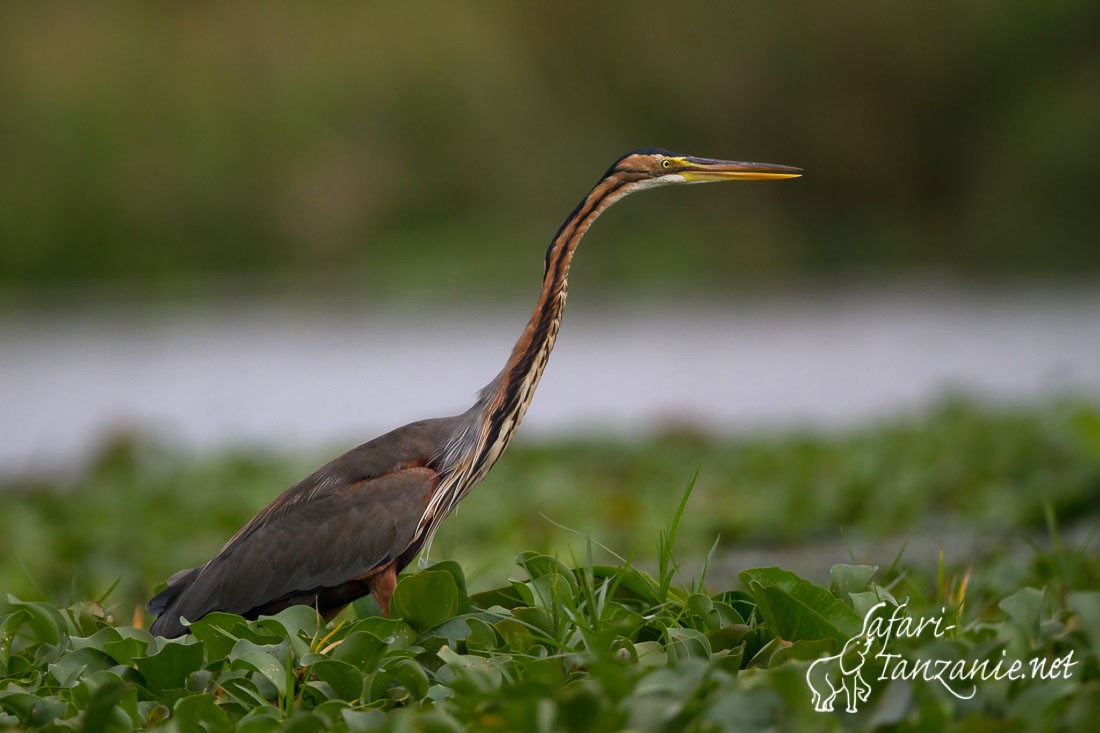 heron pourpre 1908