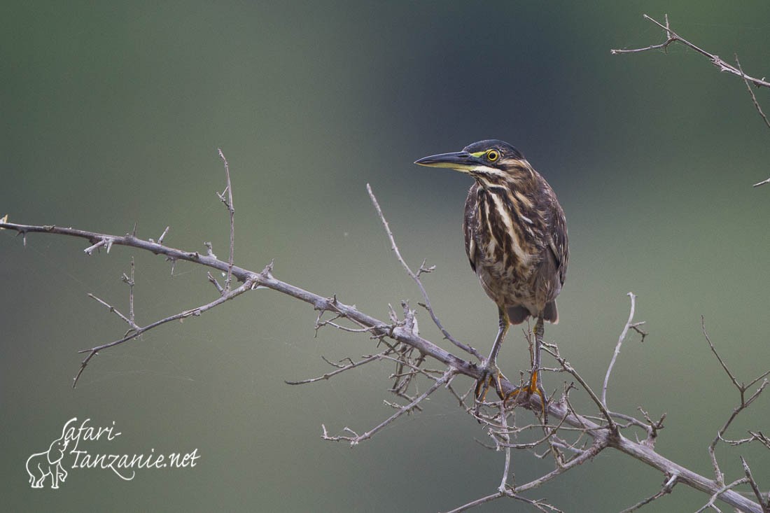 heron strie 9019