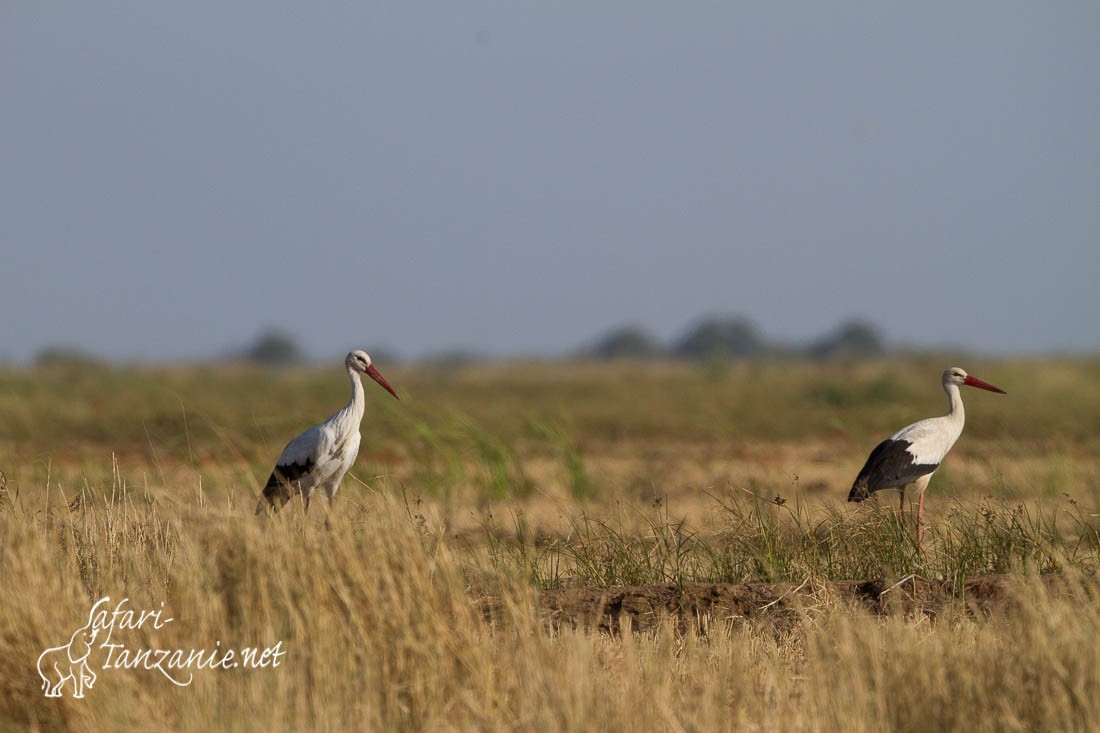 cigogne blanche 0383