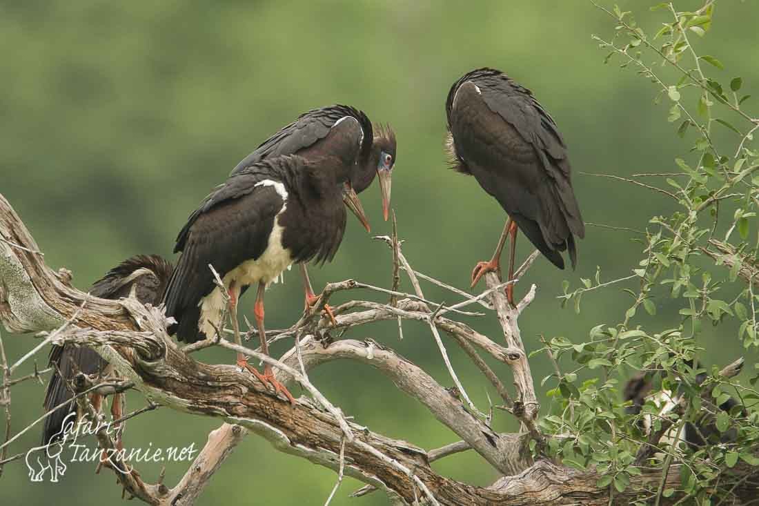 cigogne d abdim 8083