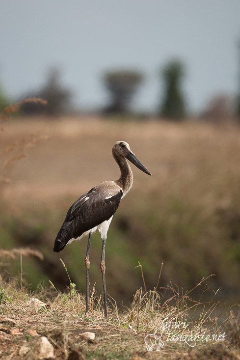 jabiru 103751