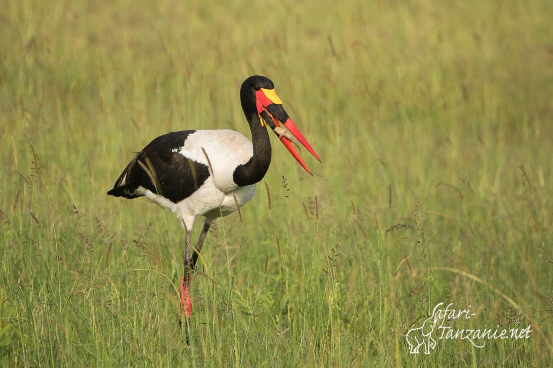 jabiru 3139