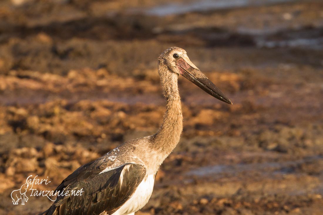 jabiru 8003