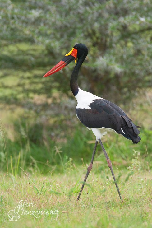 jabiru 9386