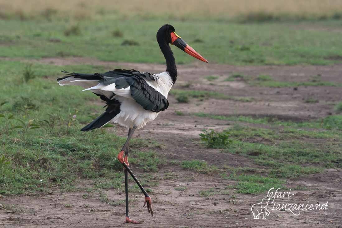 jabiru 9431