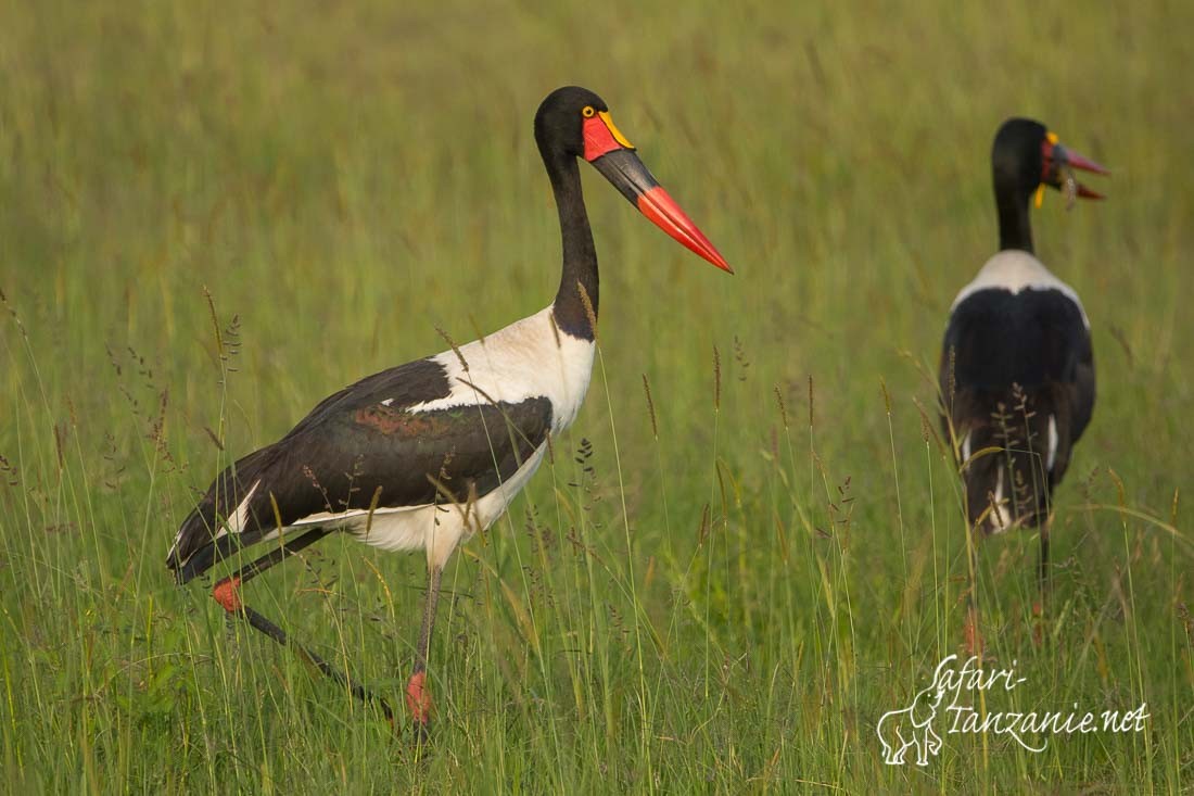 jabiru d afrique 3146