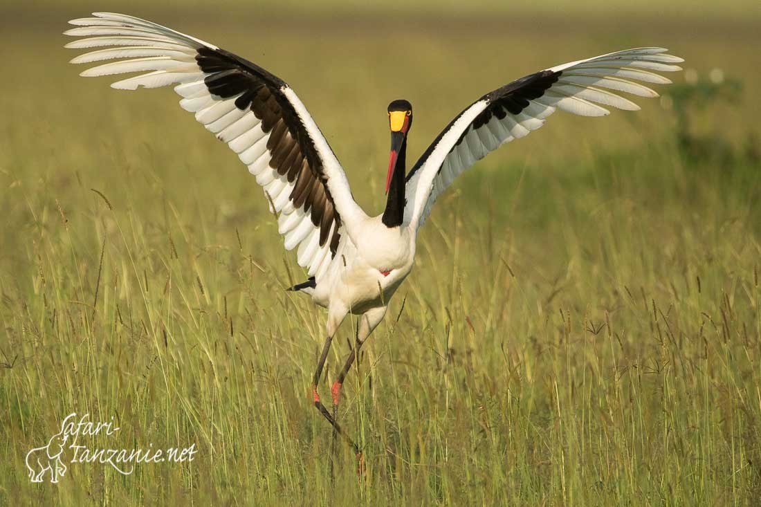 jabiru d afrique 3163