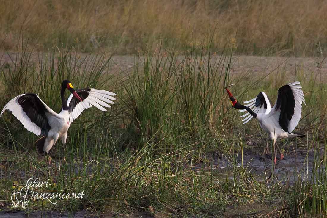 jabiru d afrique 8787