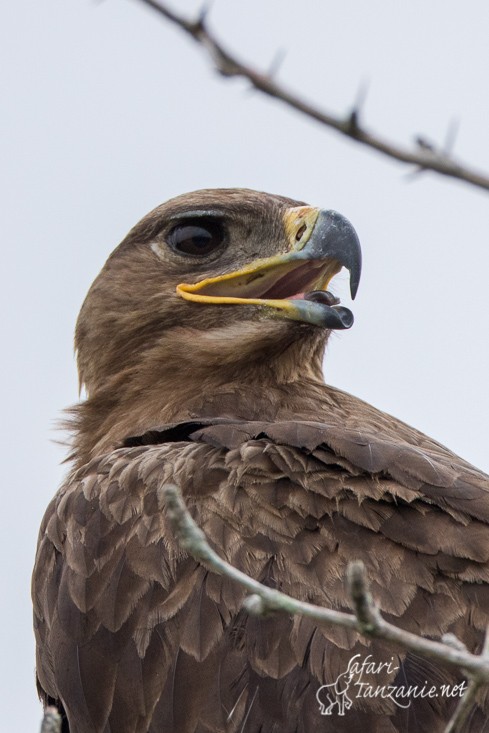 aigle des steppes 0199