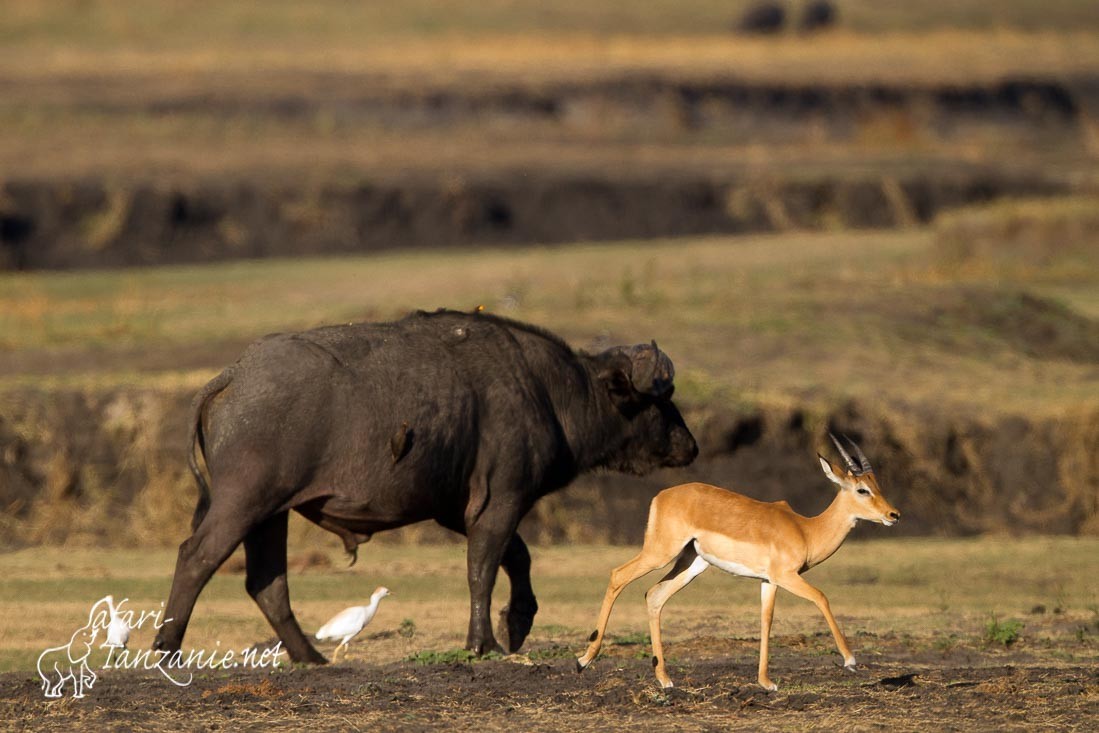 buffle impala 6658