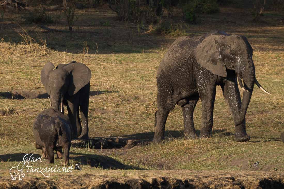 elephants hippos 6665