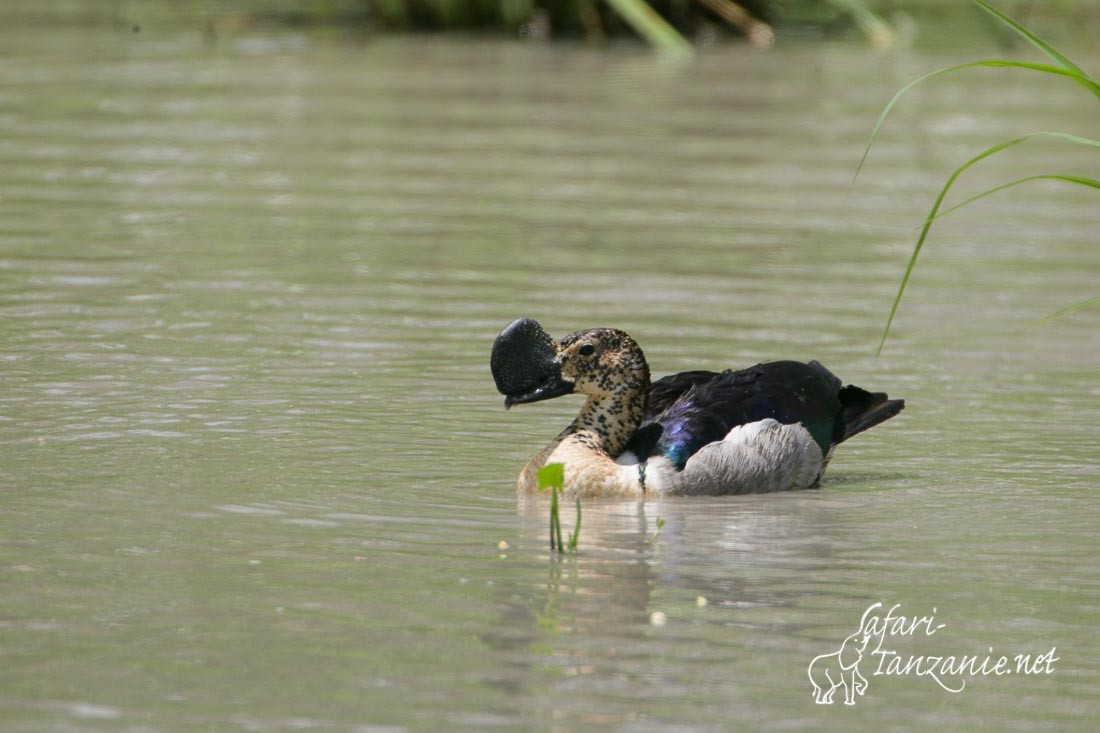 canard a bosse 2086