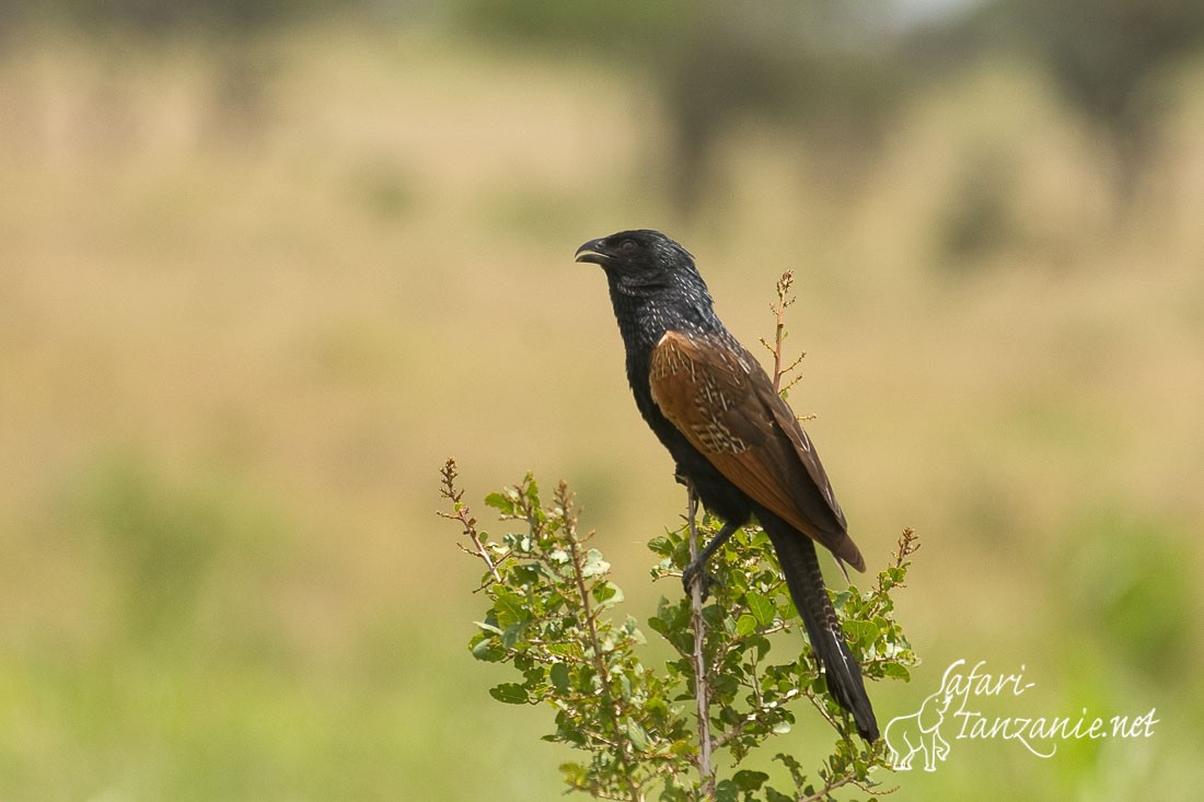 coucal noir 