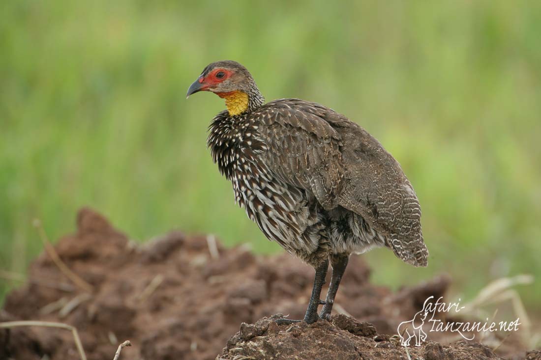 francolin a cou jaune 1916