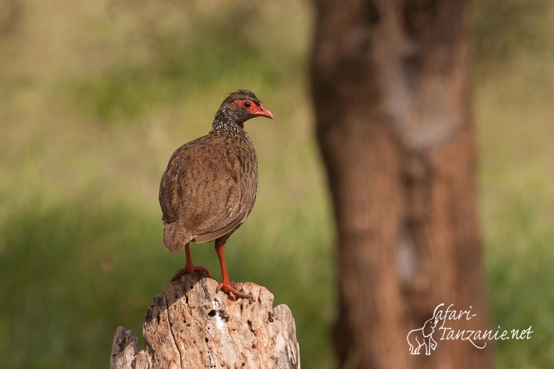 francolin a gorge rouge 0032