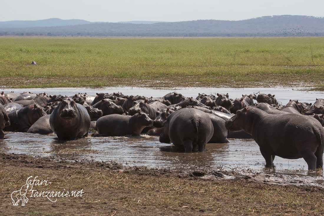 hippos lac katavi 4712