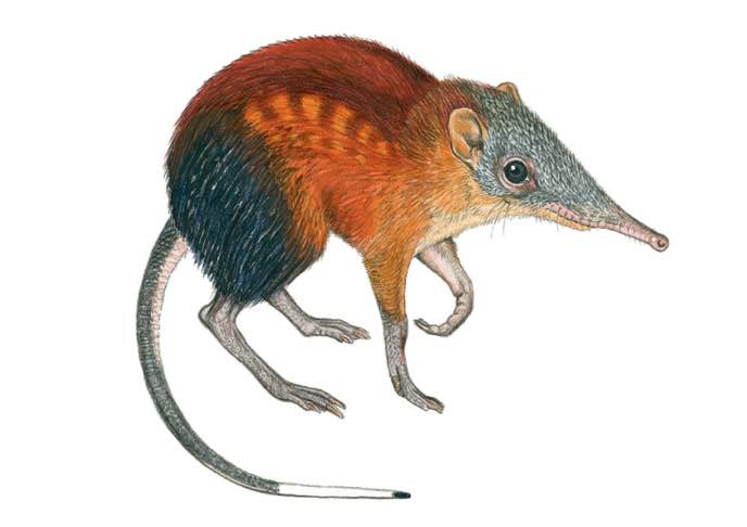 kingdon giant sengi