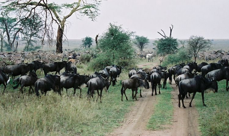 migration fevrier