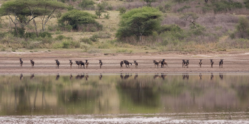 migration gnou ndutu2