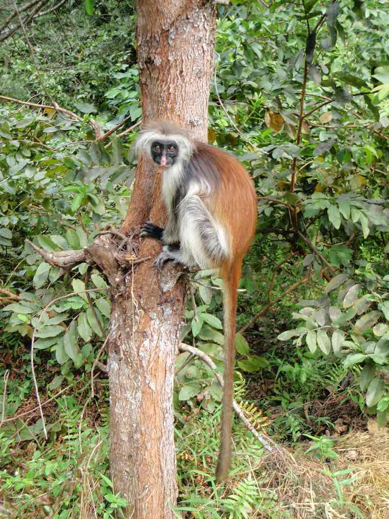  redcolobus zanzibar1