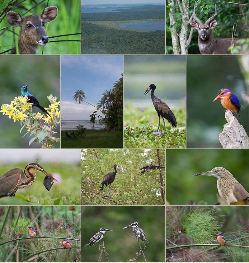 rubondo np