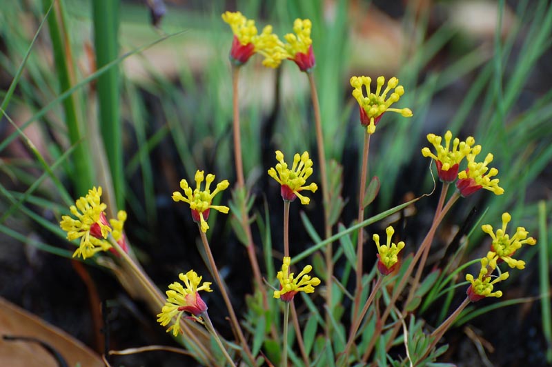 Kitulo NP flower 01 (paulshaffner)