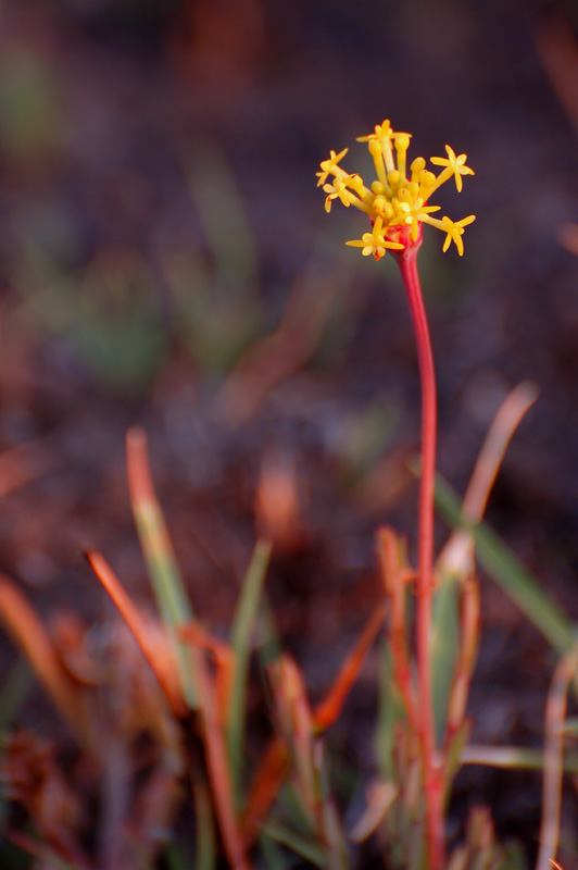 Kitulo National Park JOJONAjpg