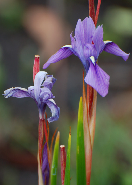 Kitulo NP flower 02 (paulshaffner)