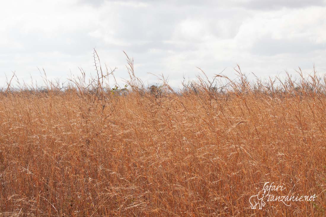 Red Thatching Grass 0483