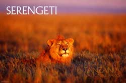 SERENGETI