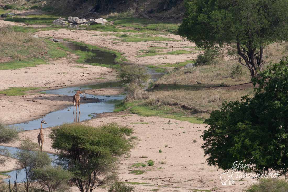 tarangire river 0101