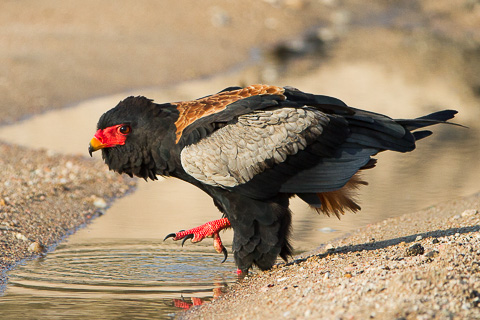 bateleur des savanes 6598 95706